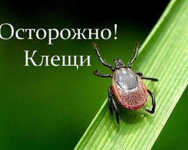 О клещах в июле 2023 года
